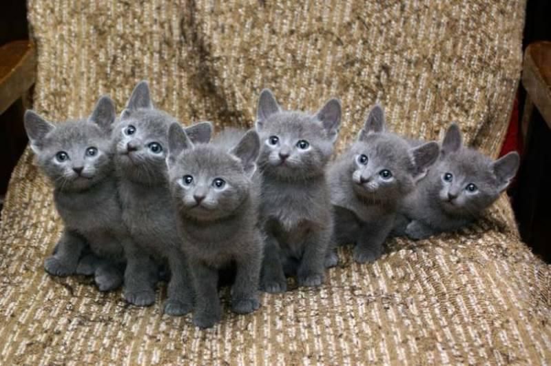 Russian Blue Cats