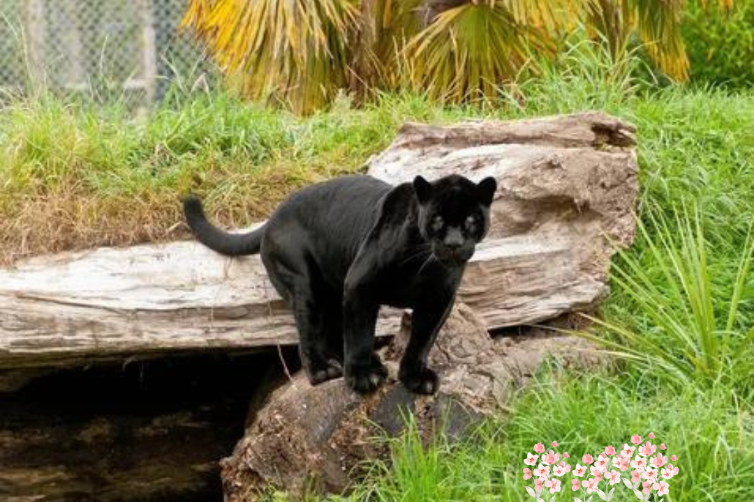 Panther Cats