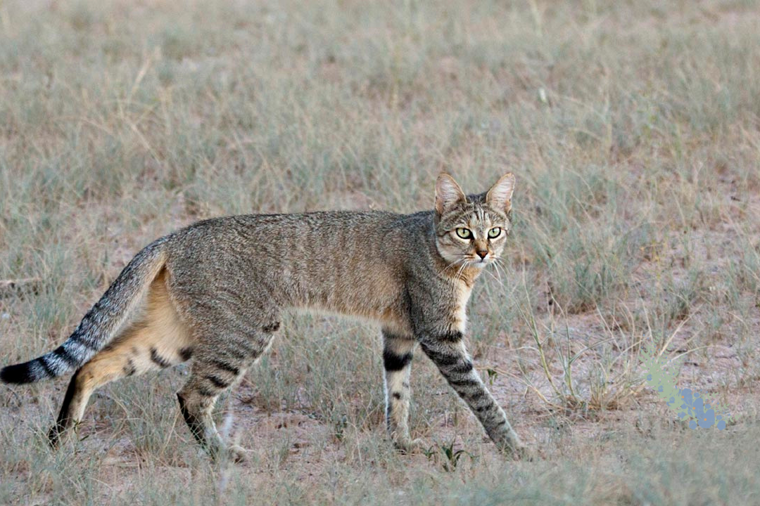 African Wildcats