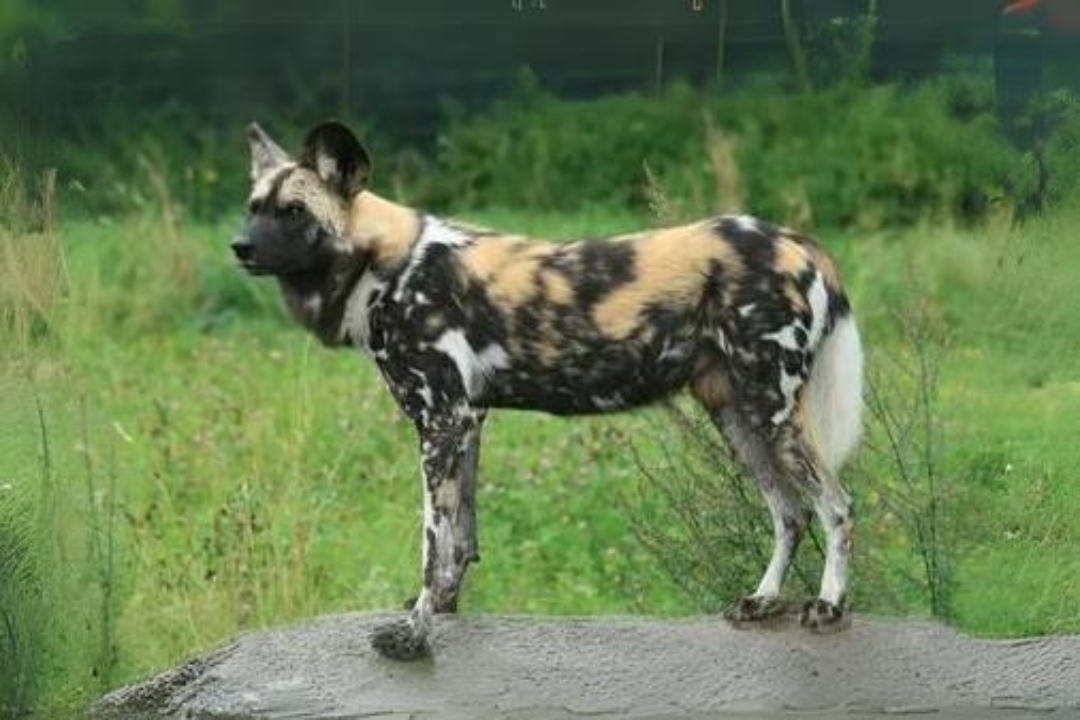 African Dogs