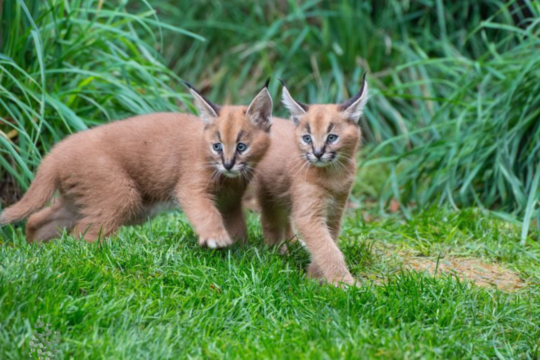 Caracal Cats