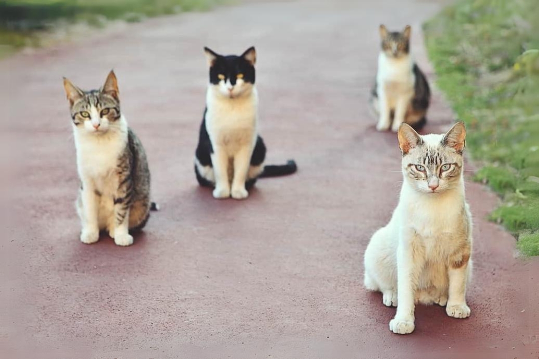 European Cats