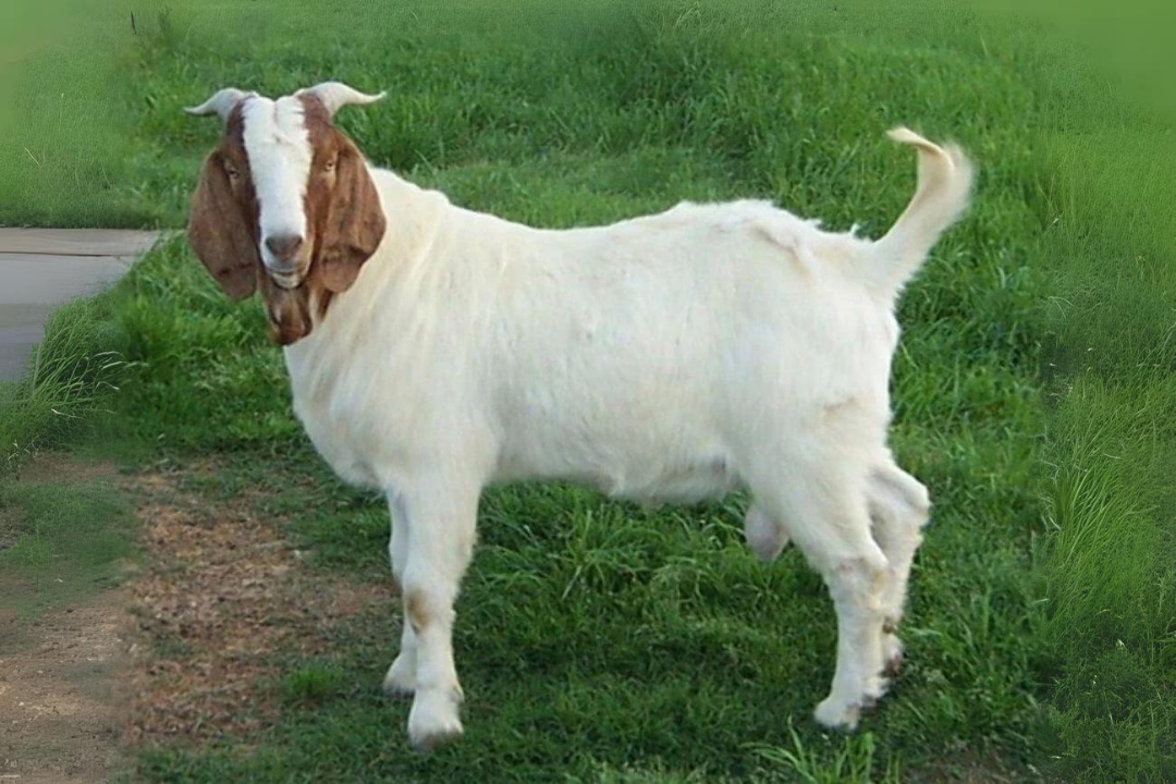 African Goats