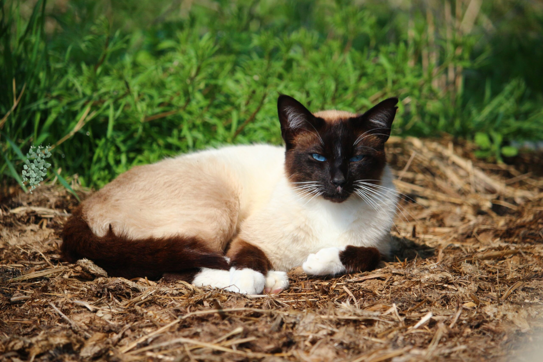 Siamese Cats