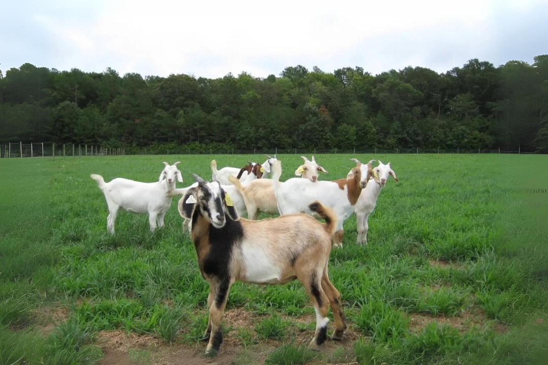 European Goats