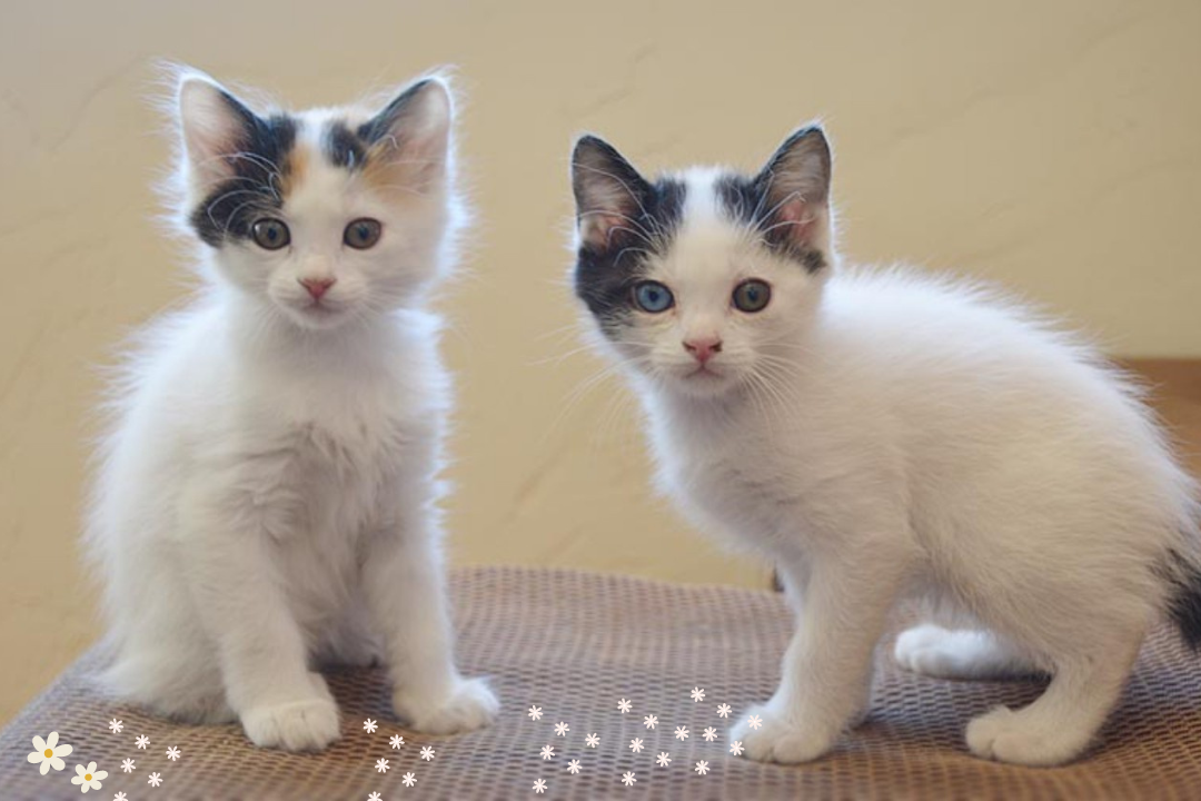 Siberian Cats