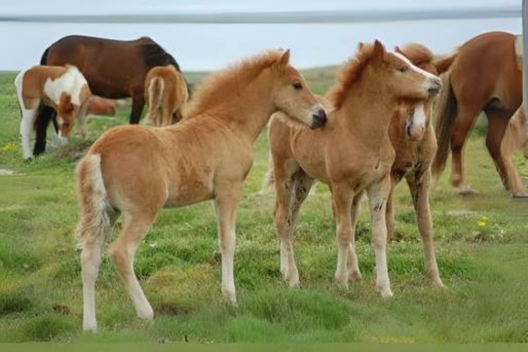 Asian Horses