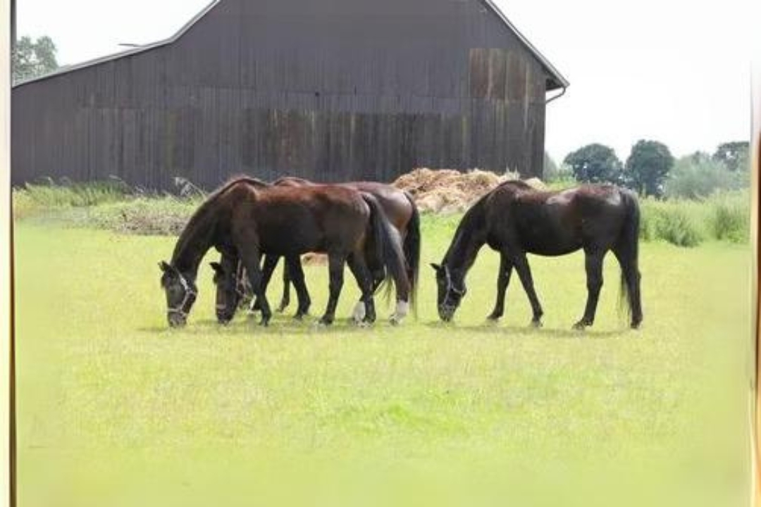 African Horses