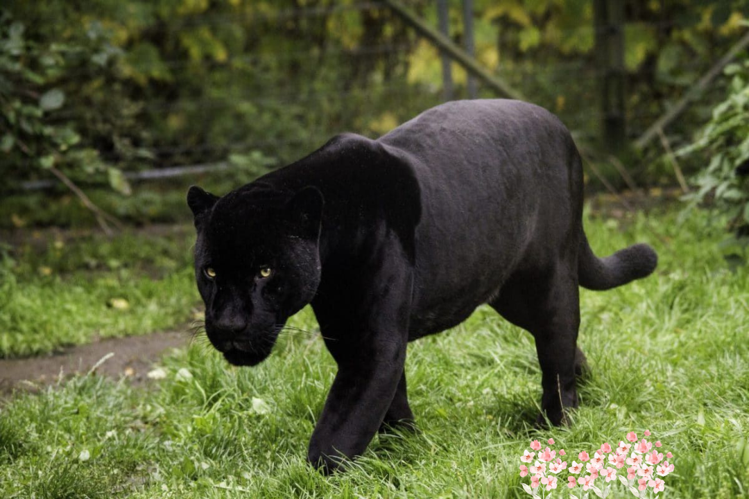 Panther Cats