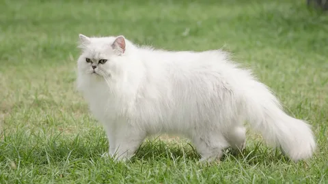 Persian Cats