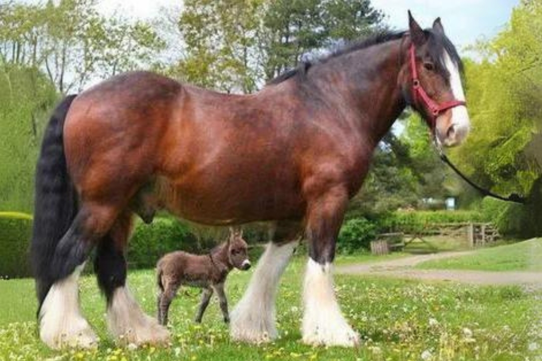 Shire Horses