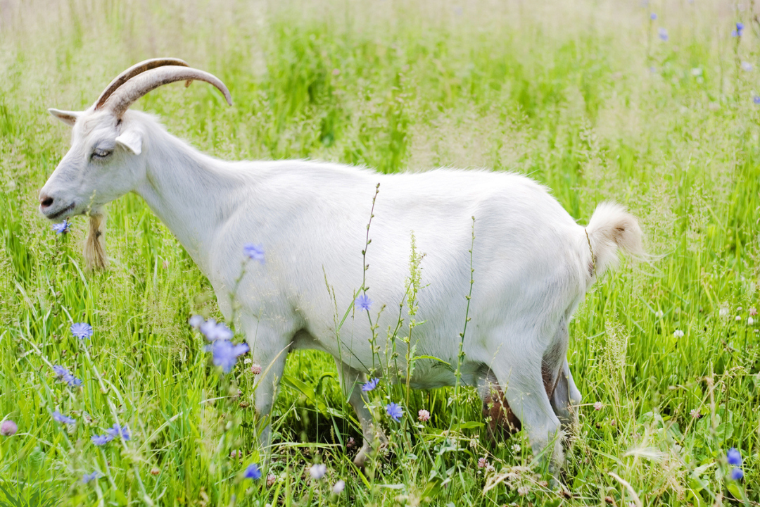 Kashmir Goats