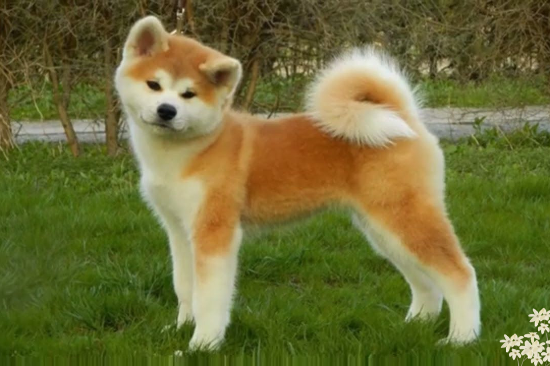 Akita Inu Dogs