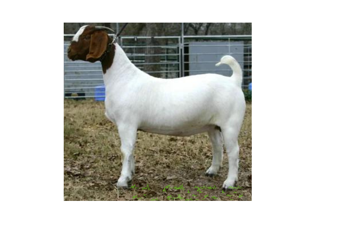 Boer Goats