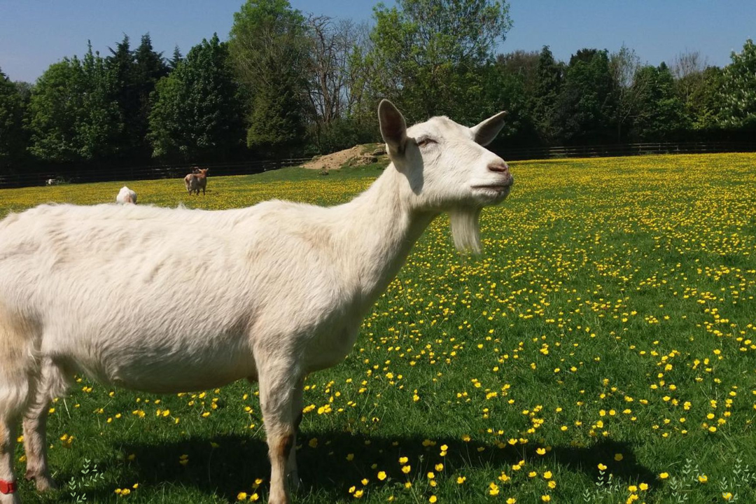 Saanen Goats