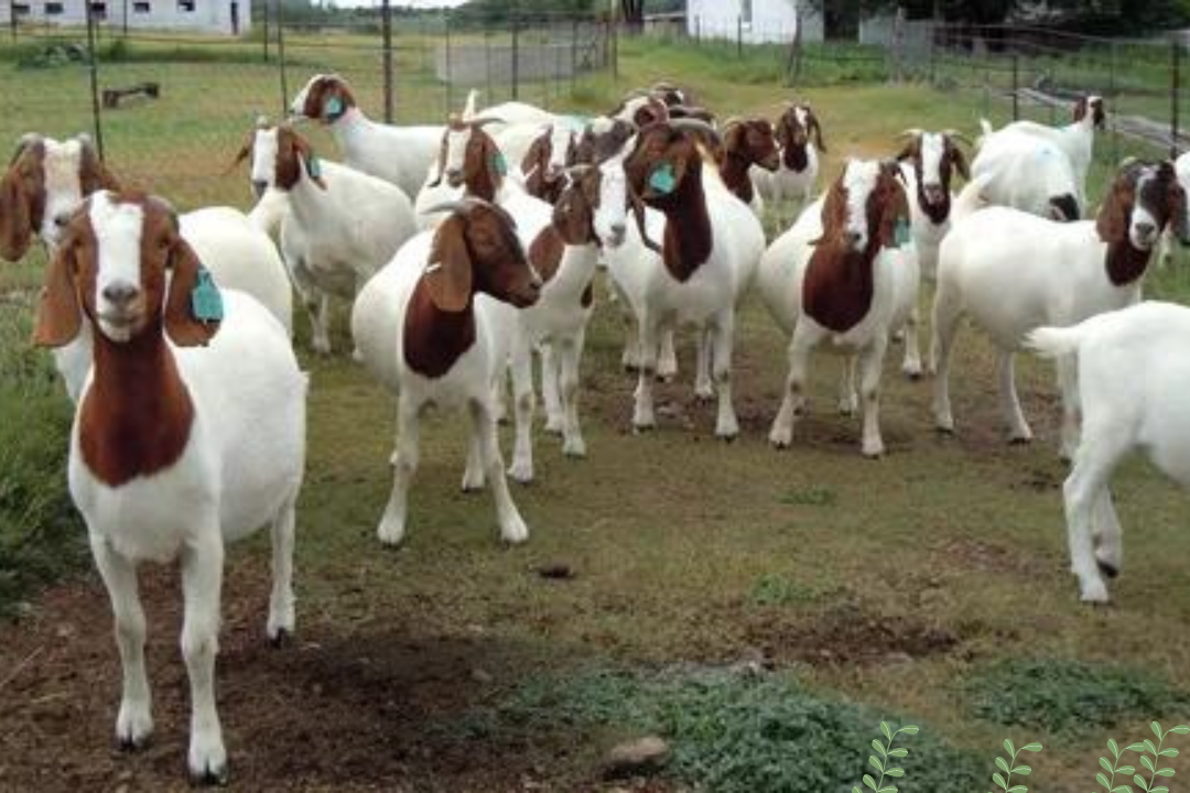 Galla Goats