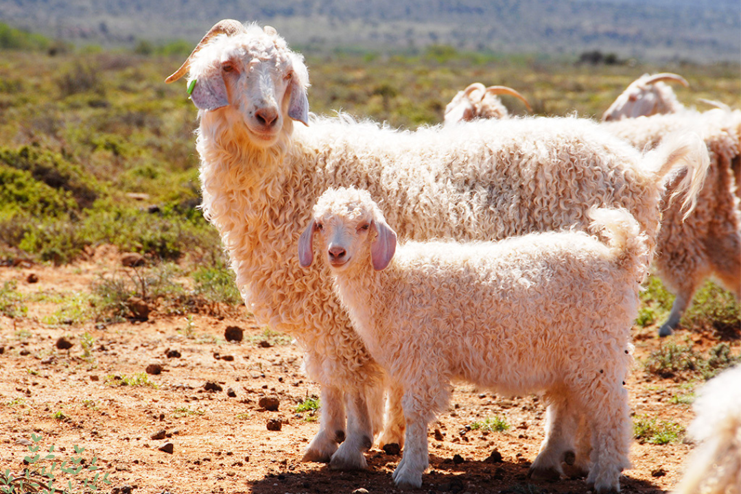 Angora Goats