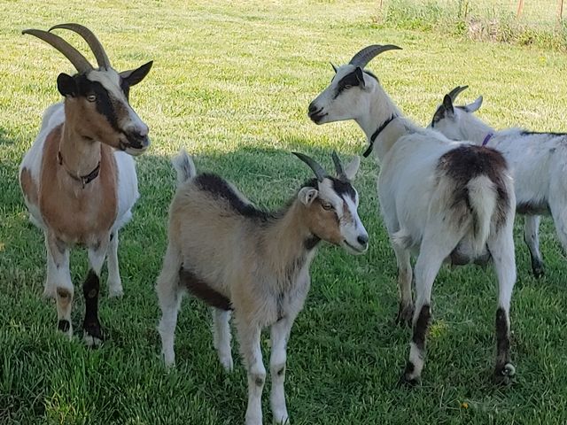 Alpine Goats