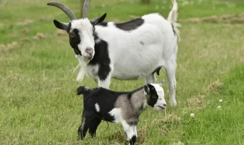 Pygmy Goats