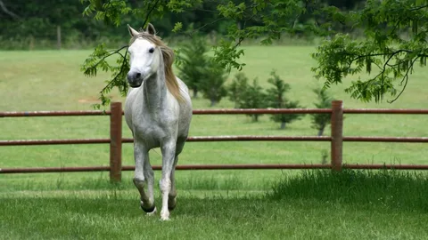 Shubi Horses